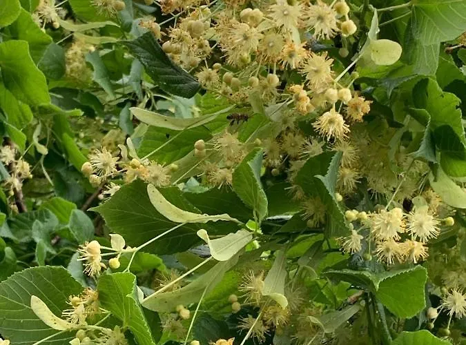 Apartment The Sea Breeze Constanţa